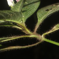 Barleria vestita T.Anderson